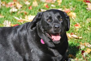 sadie